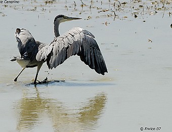 Animali 301